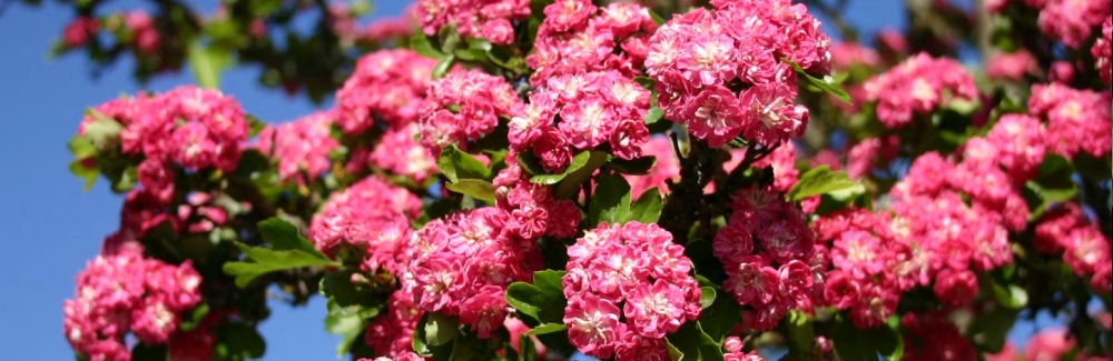 Crataegus banner 03